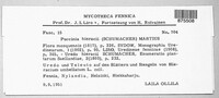 Puccinia hieracii image